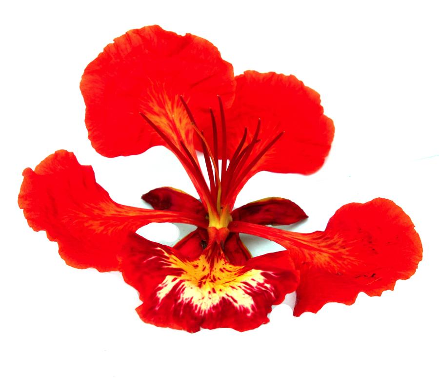 259-mag-flormalinche