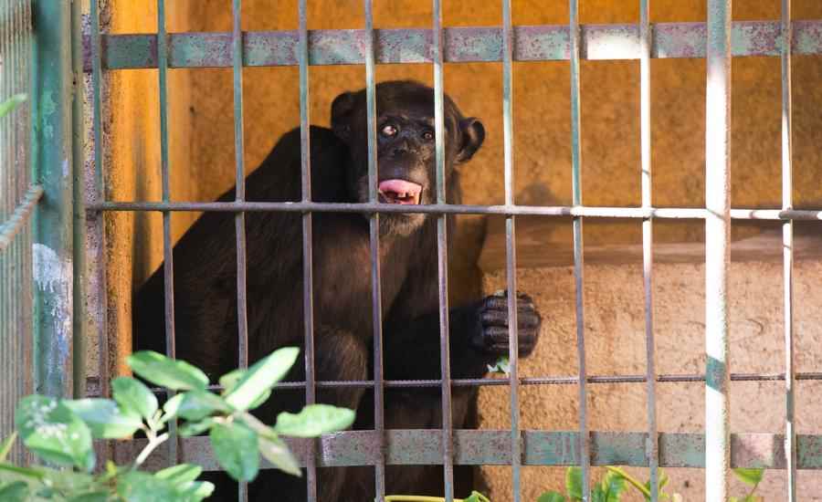 chimpancé, zoológico nacional, animales