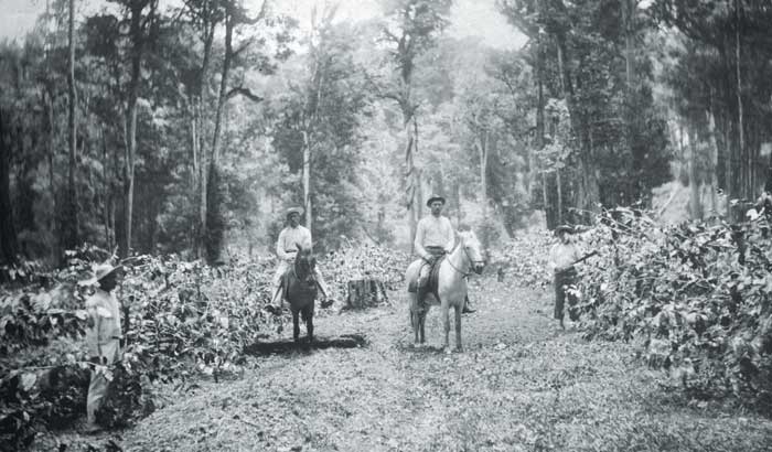 El cultivo y la exportación de café fue una de las atracciones que los migrantes europeos encontraron en Nicaragua