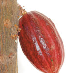 Herencia-de-Cacao